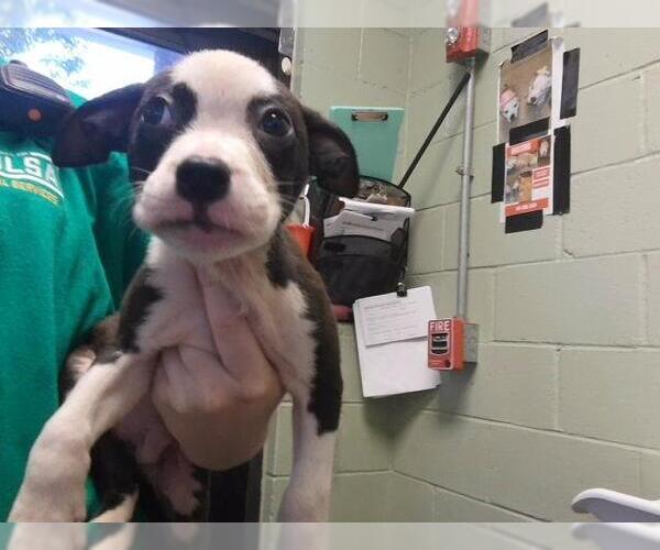 Medium Photo #1 Mutt Puppy For Sale in Tulsa, OK, USA