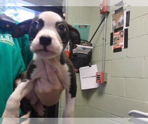 Mutt Dogs for adoption in Tulsa, OK, USA