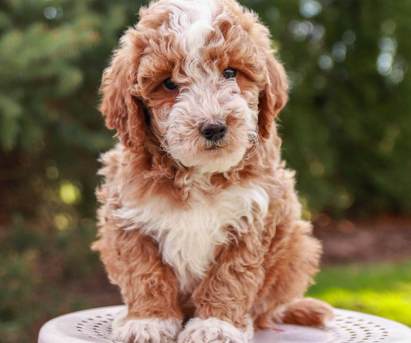 Medium Photo #3 Goldendoodle-Poodle (Miniature) Mix Puppy For Sale in KILLINGER, PA, USA