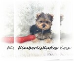 Small #3 Yorkshire Terrier