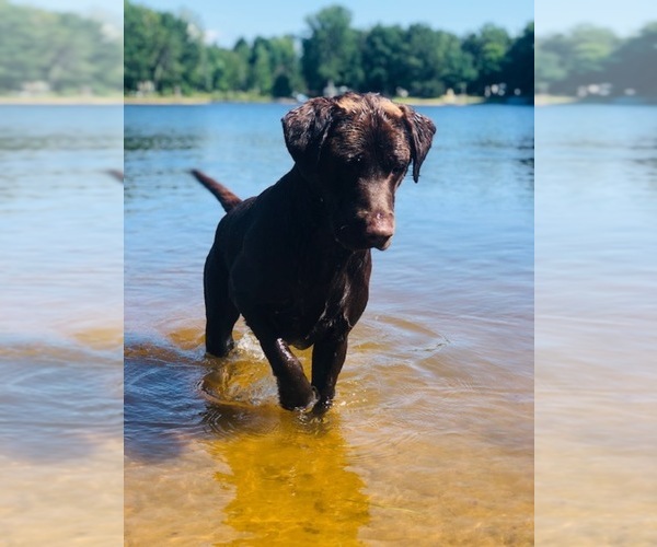 Medium Photo #1 Labrador Retriever Puppy For Sale in CALEDONIA, MI, USA