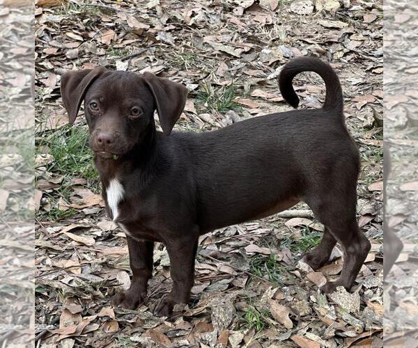 Medium Photo #2 Dachshund-Unknown Mix Puppy For Sale in Yardley, PA, USA