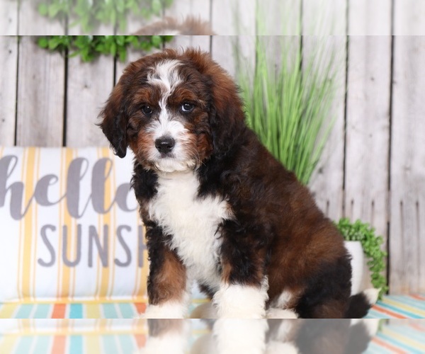 Medium Photo #1 Bernedoodle Puppy For Sale in MOUNT VERNON, OH, USA
