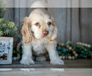 Medium Cocker Spaniel