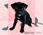 Small Photo #4 American Pit Bull Terrier-Unknown Mix Puppy For Sale in Fenton, MO, USA