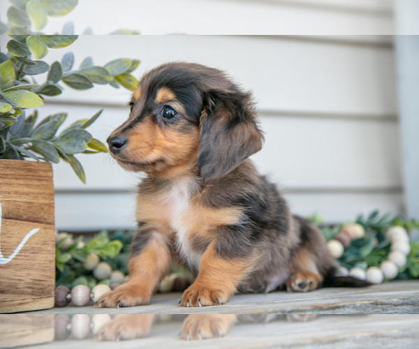 Medium Photo #2 Dachshund Puppy For Sale in NAPPANEE, IN, USA