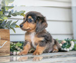 Small #1 Dachshund
