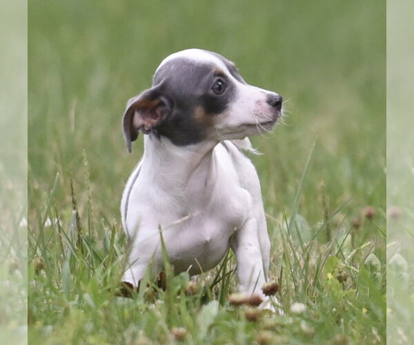 Medium Photo #8 Chihuahua Puppy For Sale in Mechanicsburg, PA, USA