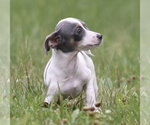 Small #7 Chihuahua