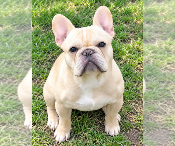 Medium Photo #1 French Bulldog Puppy For Sale in LINCOLN, NE, USA