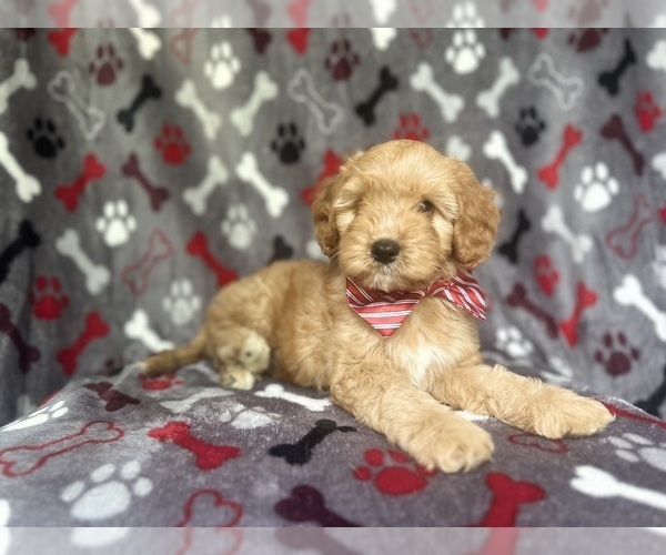 Medium Photo #1 Cavapoo Puppy For Sale in LAKELAND, FL, USA