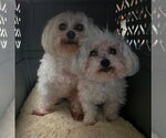 Small Maltese