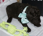 Small Photo #8 Poodle (Standard) Puppy For Sale in TRAVELERS REST, SC, USA