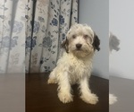 Small #29 Havanese