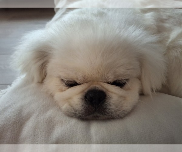 Medium Photo #2 Pekingese Puppy For Sale in MIAMI, FL, USA