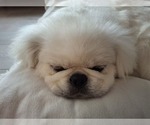 Snickers - Male Pekingese Puppy for Sale - Photo #2