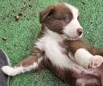 Small Photo #1 Australian Shepherd Puppy For Sale in NELSON, VA, USA