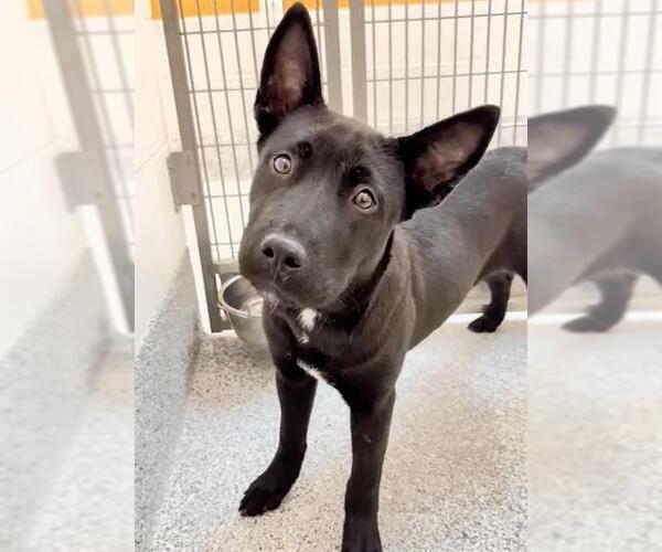 Medium Photo #2 Labrador Retriever-Staffordshire Bull Terrier Mix Puppy For Sale in Houston, TX, USA