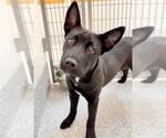 Small #1 Labrador Retriever-Staffordshire Bull Terrier Mix