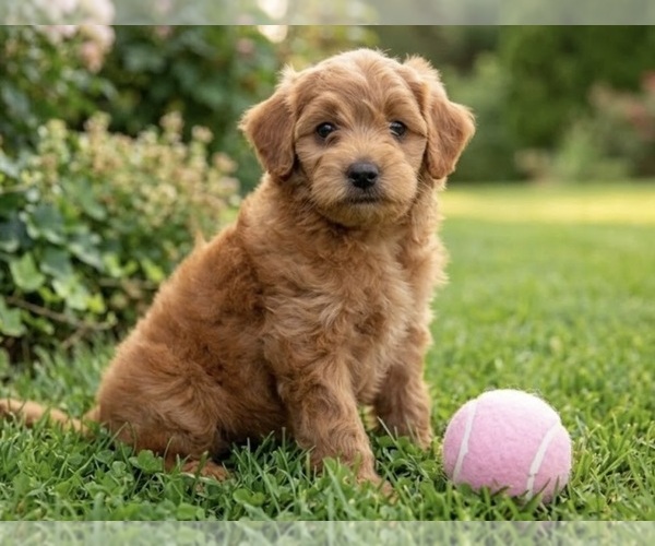 Medium Photo #7 Goldendoodle mix (+ Poodle Miniature) Puppy For Sale in RICHMOND, IL, USA