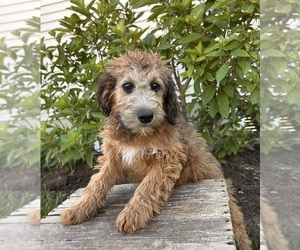 Mini Whoodle (Wheaten Terrier/Miniature Poodle) Puppy for sale in MIDDLEBURY, IN, USA