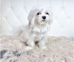 Small Photo #12 Maltese Puppy For Sale in HAYWARD, CA, USA
