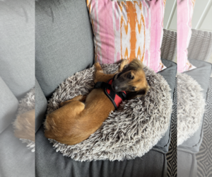 Klara - Female Dachshund-Unknown Mix Dog for Adoption - Photo #3