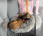 Small Photo #3 Dachshund-Unknown Mix Puppy For Sale in Weston, FL, USA