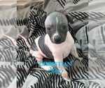 Puppy Puppy 1 American Hairless Terrier
