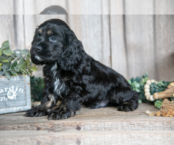 Medium Photo #1 Cocker Spaniel Puppy For Sale in BALTIC, OH, USA