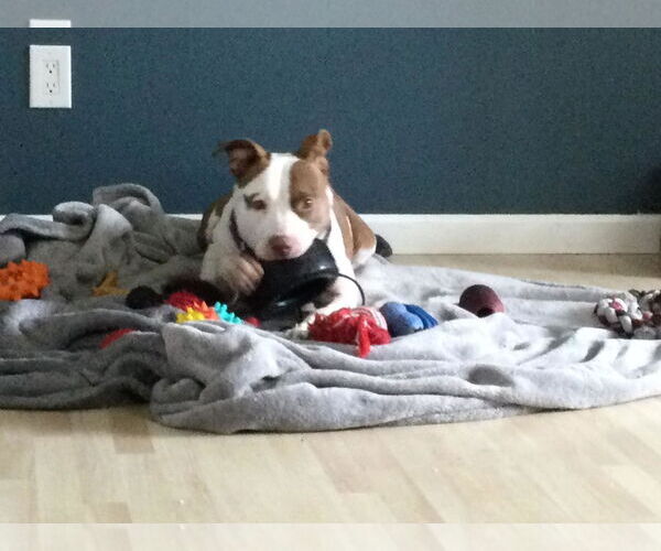 Medium Photo #27 American Pit Bull Terrier-Unknown Mix Puppy For Sale in Oakhurst, NJ, USA
