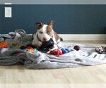 Small #26 American Pit Bull Terrier Mix