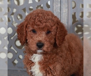Goldendoodle (Miniature) Puppy for sale in MOUNT VERNON, OH, USA