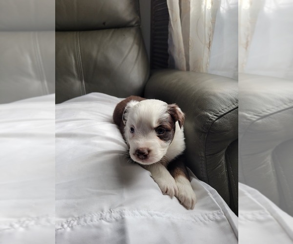 Medium Photo #11 Miniature Australian Shepherd Puppy For Sale in WILLIAMSBURG, CO, USA
