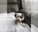 Small #10 Miniature Australian Shepherd