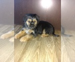 Small Photo #1 Shorkie Tzu Puppy For Sale in LAPEER, MI, USA