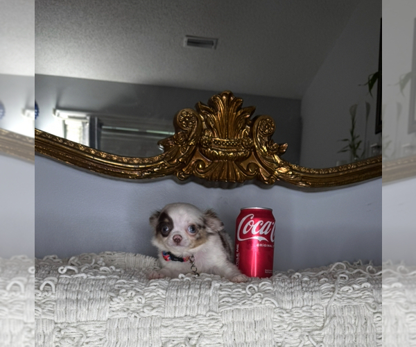 Medium Photo #4 Chihuahua Puppy For Sale in CHARLOTTE, NC, USA