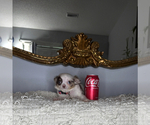 Small #3 Chihuahua