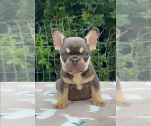 French Bulldog Puppy for sale in LORIS, SC, USA