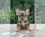 Image preview for Ad Listing. Nickname: Cocoa Male