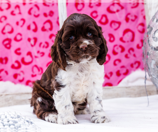 Medium Photo #25 Cocker Spaniel Puppy For Sale in WAKARUSA, IN, USA
