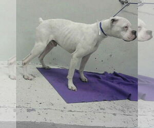 Boxer Dogs for adoption in  Katy, TX, USA