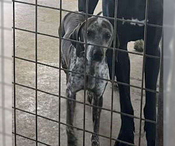 Medium Photo #2 Mutt Puppy For Sale in Westminster, MD, USA