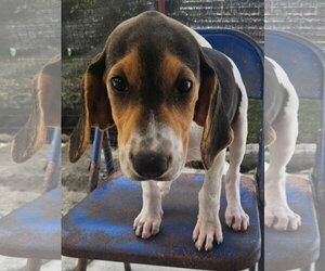 Marlin - Male Coonhound-Unknown Mix Dog for Adoption - Photo #2