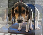 Small Photo #2 Coonhound-Unknown Mix Puppy For Sale in Tracy City, TN, USA