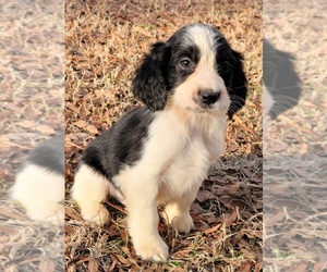 English Springer Spaniel Puppy for sale in HENDERSON, NC, USA