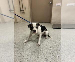 American Pit Bull Terrier Dogs for adoption in Conroe, TX, USA