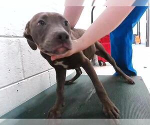Mutt Dogs for adoption in Tulsa, OK, USA