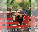 Small Photo #8 Belgian Malinois Puppy For Sale in OCEANSIDE, CA, USA