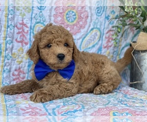 Goldendoodle (Miniature) Puppy for sale in LANCASTER, PA, USA